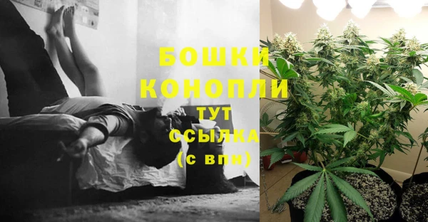 сатива Бородино